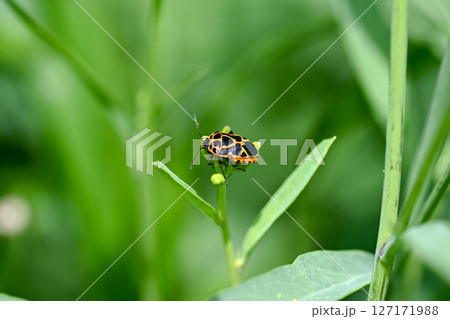 ヒメナガメ ヒメナガメ 127171988