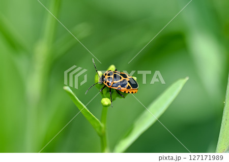 ヒメナガメ ヒメナガメ 127171989