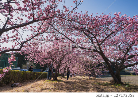 磐田市にある兎山公園の河津桜の風景(静岡県) 127172358
