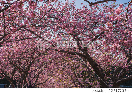磐田市にある兎山公園の河津桜の風景(静岡県) 127172374