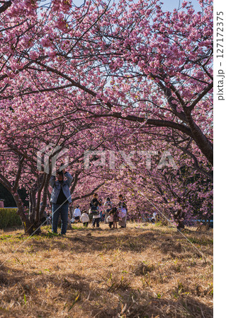 磐田市にある兎山公園の河津桜の風景(静岡県) 127172375