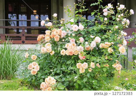 バラ満開のびわ湖大津館イングリッシュガーデン 127172383