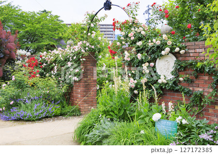 バラ満開のびわ湖大津館イングリッシュガーデン 127172385