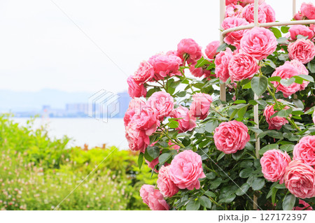 バラ満開のびわ湖大津館イングリッシュガーデン 127172397