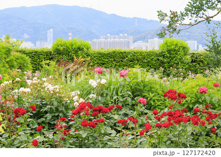 バラ満開のびわ湖大津館イングリッシュガーデン 127172420