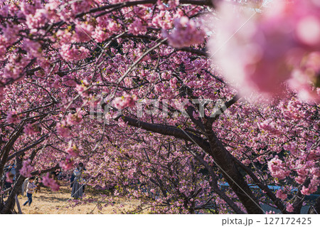 磐田市にある兎山公園の河津桜の風景(静岡県) 127172425