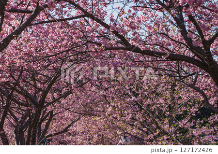 磐田市にある兎山公園の河津桜の風景(静岡県) 127172426