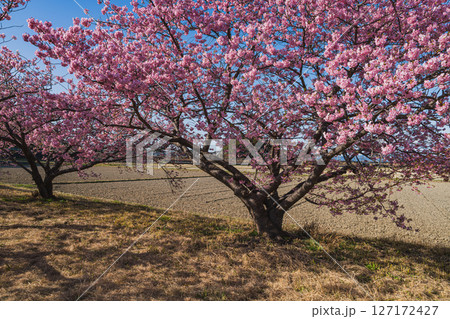 磐田市にある兎山公園の河津桜の風景(静岡県) 127172427