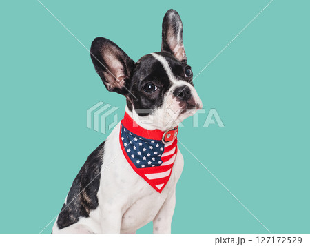 Cute puppy and American Flag. Studio shot 127172529