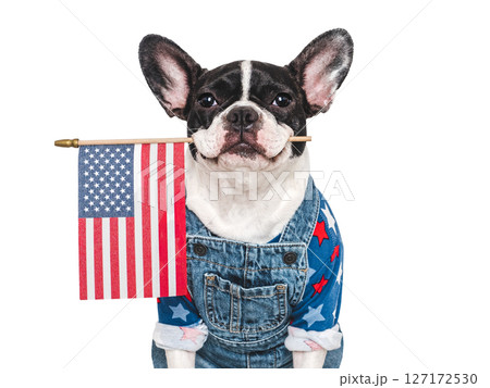 Cute puppy and American Flag. Studio shot 127172530