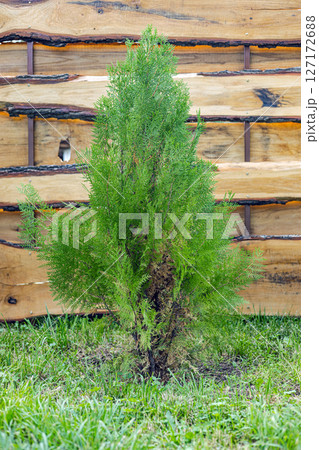 A small thuja tree is planted near a wooden fence in the garden 127172688