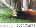 寝そべる　レッサーパンダ　お昼寝 127173678