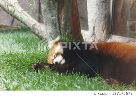寝そべる　レッサーパンダ　お昼寝 127173678