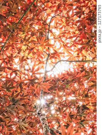 濃紫紅葉の騒めき 127173765