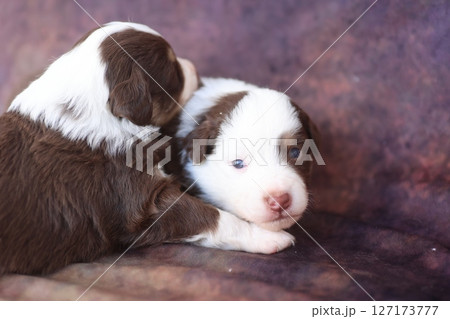 Two puppies are laying on a couch, one of them is brown and white 127173777