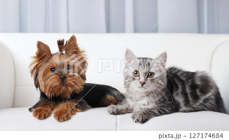 ソファーの上にいるヨークシャーテリアの子犬と猫 127174684