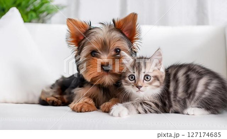 ソファーの上にいるヨークシャーテリアの子犬と猫 127174685