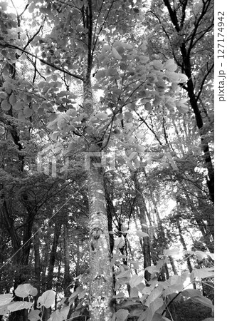 モノクロの森の木々の風景 127174942