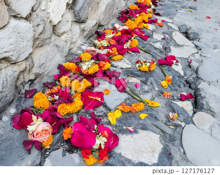 Vibrant Flower Petals Scattered Stone Path Colorful Floral Arrangement Nature Beauty Rose Pink Wall 127176127