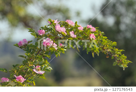 Beautiful Pink Flowers of Rosa Micrantha Blooming on a Green Arching Branch in Nature 127176543