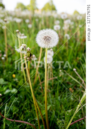 Single Dandelion Puffball in Green Meadow with Soft Background and Natural Light Single Dandelion Puffball in Green Meadow with Soft Background and Natural Light 127176791