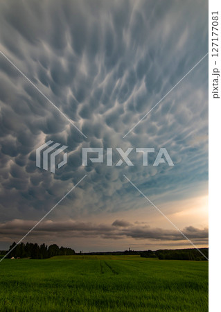 Beautiful mammatus clouds at the back of a severe thunderstorm during sunset over the countryside of Vilnius 127177081