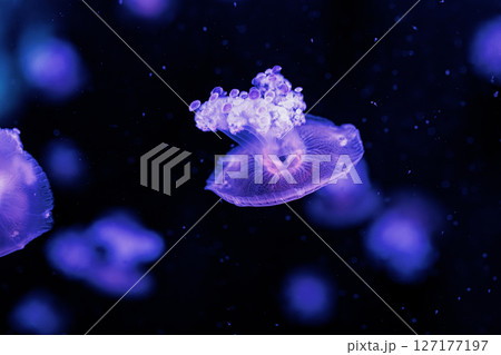 underwater photography jellyfish Cotylorhiza tuberculata, Mediterranean jellyfish 127177197