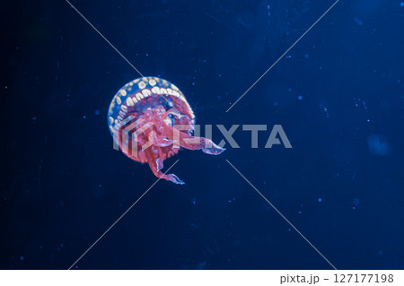 underwater photography jellyfish mastigias papua, spotted jelly, lagoon jelly, golden medusa underwater photography jellyfish mastigias papua, spotted jelly, lagoon jelly, golden medusa 127177198
