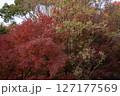 秋に色づく紅葉 127177569