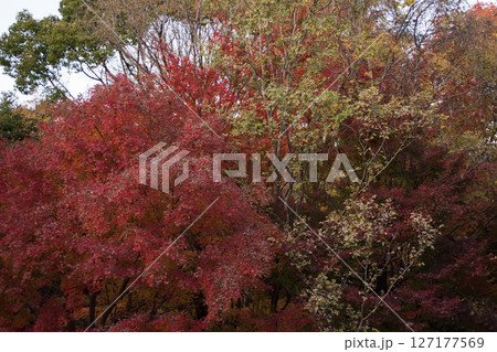 秋に色づく紅葉 127177569