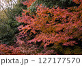 秋に色づく紅葉 127177570