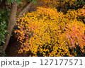 紅葉　色ずくもみじ 127177571