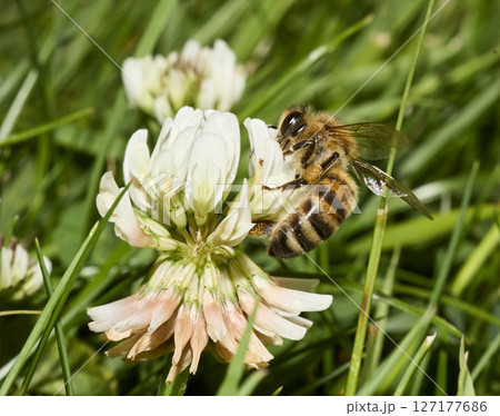 Honeybee Pollinating White Clover in Sunny Meadow 127177686