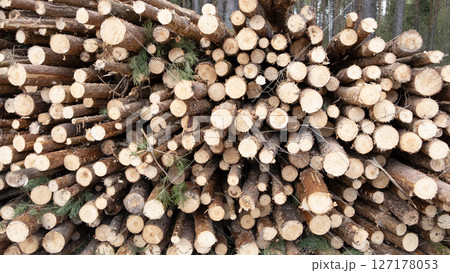 Wooden Logs with Forest on Background. Wood as a source renewable energy. Lumber industry. 127178053