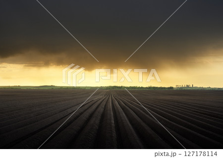 Agricultural field with even rows for growing potatoes 127178114