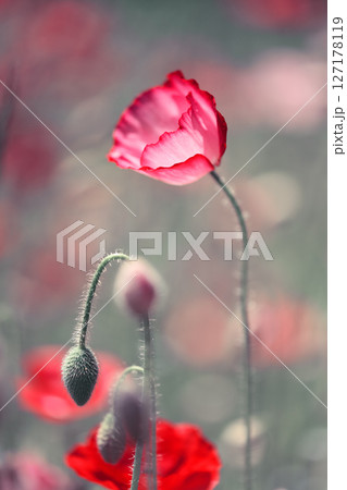 Blooming red poppy on poppies field close up Blooming red poppy on poppies field close up 127178119