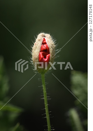 Unopened young green poppy bud with red flower petals inside Unopened young green poppy bud with red flower petals inside 127178148