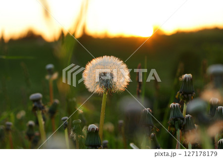 Fluffy texture of a white dandelion flower close-up. The concept of fragility. spring time. 127178179