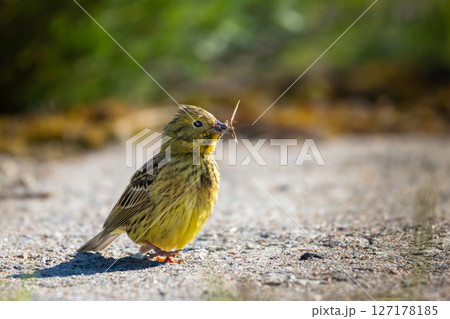 The yellowhammer bird (Emberiza citrinella) on road The yellowhammer bird (Emberiza citrinella) on road 127178185