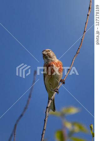 Common linnet linaria cannabina perched on top 127178189