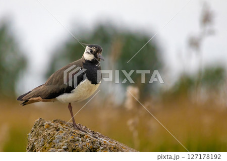 Lapwing - Vanellus vanellus close up in detail Lapwing - Vanellus vanellus close up in detail 127178192