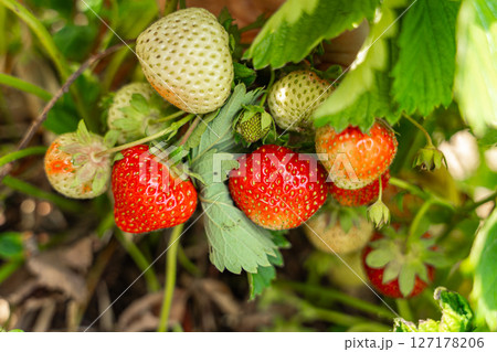 Vibrant image of strawberries at different ripening stages, showcasing green unripe and red ripe fruit on the plant. A close-up view highlighting natural growth and variation. Vibrant image of strawberries at different ripening stages, showcasing green unripe and red ripe fruit on the plant. A close-up view highlighting natural growth and variation. 127178206