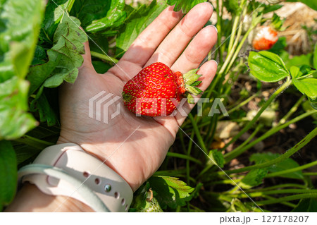 Close-up of a hand holding a ripe strawberry among green leaves and plants in a garden. The bright red fruit contrasts with the lush greenery, capturing a fresh harvest moment. Close-up of a hand holding a ripe strawberry among green leaves and plants in a garden. The bright red fruit contrasts with the lush greenery, capturing a fresh harvest moment. 127178207
