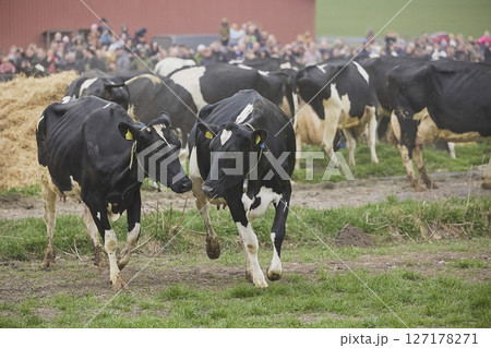 Cows enjoy pasture at an eco-farm in Denmark 127178271