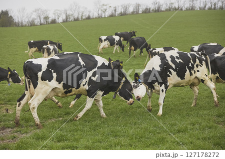 Cows enjoy pasture at an eco-farm in Denmark 127178272