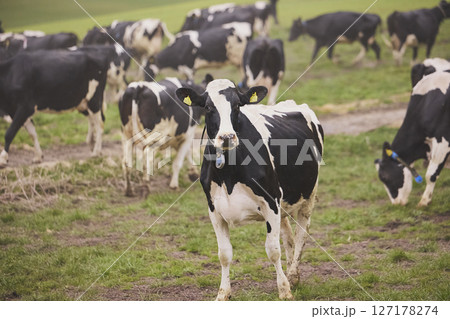 Cows enjoy pasture at an eco-farm in Denmark 127178274