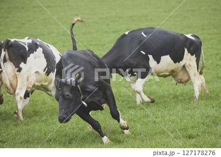 Cows enjoy pasture at an eco-farm in Denmark Cows enjoy pasture at an eco-farm in Denmark 127178276