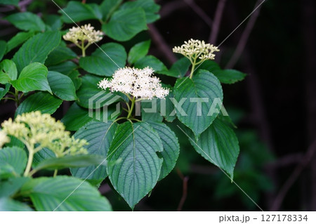 ケンポナシの花 127178334