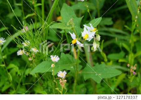 ワルナスビの花 127178337