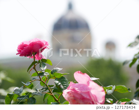 Pink hybrid tea roses at the background of Kunsthistorisches Museum in Vienna 127178434